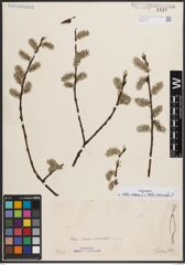 Foto von Salix caprea L. x Salix viminalis L.